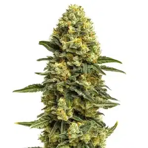 Plante de cannabis Hash Burger aux bourgeons compacts et riches en résine.
