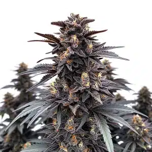 Cannabis Indigo Sapphire aux fleurs violettes brillantes.