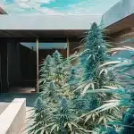 Jardin extérieur de cannabis luxuriant devant une architecture moderne, ciel bleu.