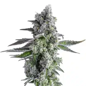 Plante John-Connor avec bourgeons denses et couverts de trichomes.