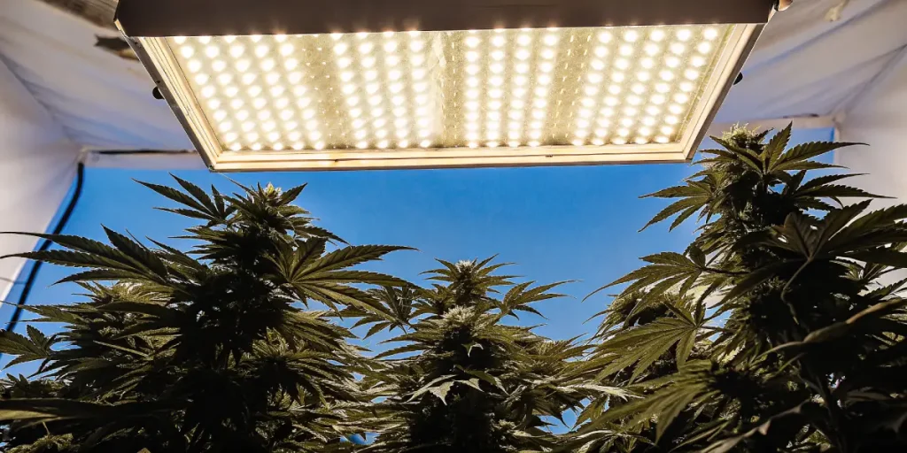 Grande lampe LED rectangulaire éclairant des plants de cannabis, fond de ciel bleu.