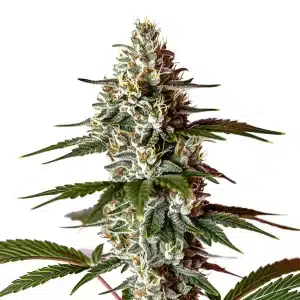 Plante de cannabis Permanent Marker x Banana Cream aux couleurs vibrantes et pistils orange