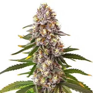 Bourgeons de cannabis Permanent Marker x Lemon Cherry aux teintes violettes et résine collante