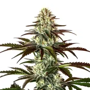 Tête compacte de cannabis Permanent Marker x RS11 couverte de trichomes blancs