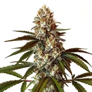Plante de cannabis Permanent Marker x White Runtz aux bourgeons denses et cristallisés