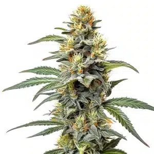 Cannabis Permanent Marker x Zangria avec pistils colorés et feuillage violet