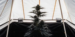Plant de cannabis mature et sombre dans une serre intérieure avec fond noir.