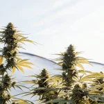 Plants de cannabis AK59 Auto en floraison sous serre extérieure, contre ciel clair.