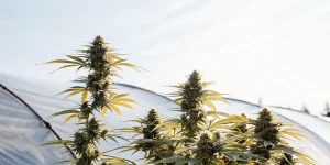 Plants de cannabis AK59 Auto en floraison sous serre extérieure, contre ciel clair.