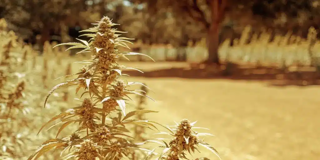 Plants de cannabis Alien Rock en floraison, aux teintes dorées, en champ extérieur sous le soleil.