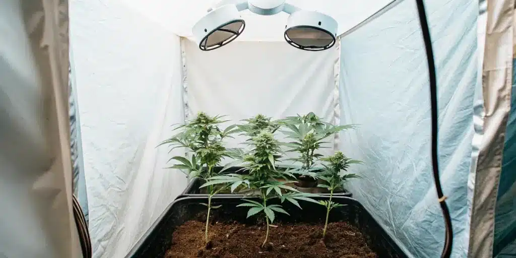 Jeunes plants de cannabis en pots noirs sous lampes rondes, tente de culture.