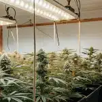 Chambre de culture intérieure avec rangées de plants de cannabis en floraison sous lampes LED.