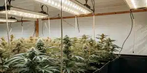Chambre de culture intérieure avec rangées de plants de cannabis en floraison sous lampes LED.