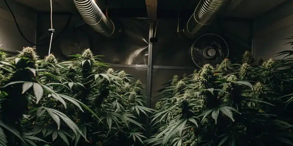 Chambre de culture intérieure avancée, plants de cannabis denses, conduits de ventilation.