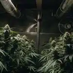 Chambre de culture intérieure avancée, plants de cannabis denses, conduits de ventilation.