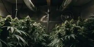 Chambre de culture intérieure avancée, plants de cannabis denses, conduits de ventilation.