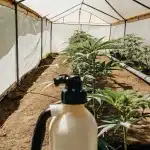 Plants de cannabis Alien OG jeunes en serre, système d'irrigation visible.