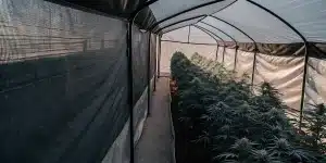 Longue serre extérieure avec plants de cannabis luxuriants, filet d'ombrage.