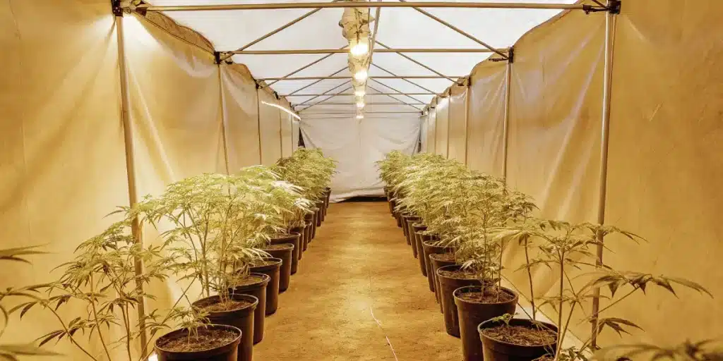 Longue allée de plants de cannabis en pots dans une serre intérieure éclairée, ambiance chaude.