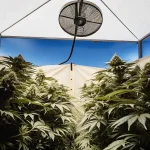 Plants de cannabis luxuriants en serre intérieure, avec ciel bleu visible et ventilateur.