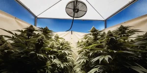 Plants de cannabis luxuriants en serre intérieure, avec ciel bleu visible et ventilateur.