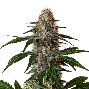 Snow Caps cannabis plant with frosty white resin and vibrant orange pistils.