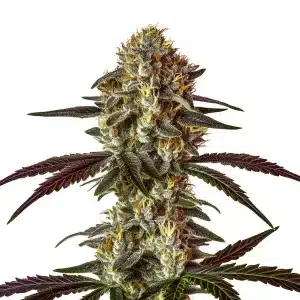 Strawberry Gary cannabis plant with resin-dense buds and reddish pistils.