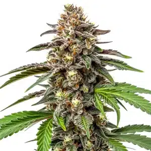 Une plante de cannabis aux fleurs violettes et verdoyantes pousse verticalement, entourée de feuilles dentelées luxuriantes, sur un fond blanc uni.