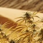 champ de plantes de cannabis en pleine croissance dans un désert sablonneux