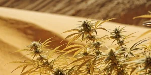 champ de plantes de cannabis en pleine croissance dans un désert sablonneux