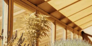 close-up of a cannabis plant with golden leaves in a sunlit greenhouse