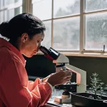 Chercheuse observant des jeunes plants de cannabis au microscope en laboratoire