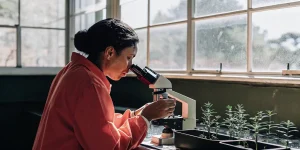 Chercheuse observant des jeunes plants de cannabis au microscope en laboratoire