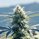 Plantes de cannabis en floraison sous des lumières chaudes dans une culture intérieure avancée