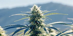 Plantes de cannabis en floraison sous des lumières chaudes dans une culture intérieure avancée