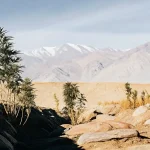 Wild cannabis plants thriving in the arid desert terrain of Afghanistan with snow-capped mountains in the distance