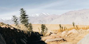 Wild cannabis plants thriving in the arid desert terrain of Afghanistan with snow-capped mountains in the distance