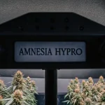 Gros plan de la variété de cannabis Amnesia Hypro sous des lumières de croissance.