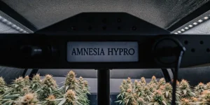 Gros plan de la variété de cannabis Amnesia Hypro sous des lumières de croissance.