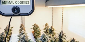 Plantes de cannabis "Animal Cookies" dans une salle de culture intérieure.