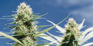 Gros plan hyperréaliste d'un bourgeon de cannabis en floraison, pistils orange, fond ciel bleu.