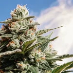 Gros plan d'une tête de cannabis givrée sur un fond de ciel bleu avec des nuages.