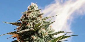 Gros plan d'une tête de cannabis givrée sur un fond de ciel bleu avec des nuages.