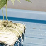 eune plant de cannabis avec un système de racines visible et un contrôleur.