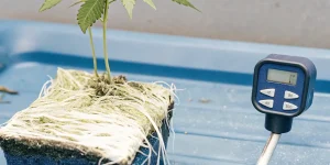 eune plant de cannabis avec un système de racines visible et un contrôleur.