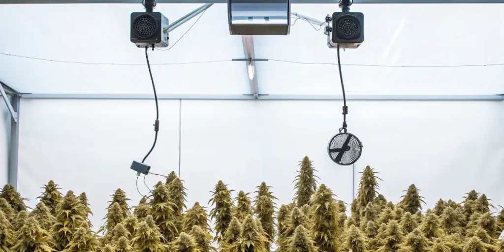 Rangées de plants de cannabis denses sous des lumières et des ventilateurs.