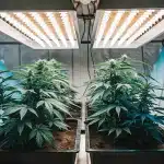 Plants de cannabis matures sous des lampes de culture LED dans une tente de culture.