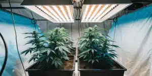Plants de cannabis matures sous des lampes de culture LED dans une tente de culture.