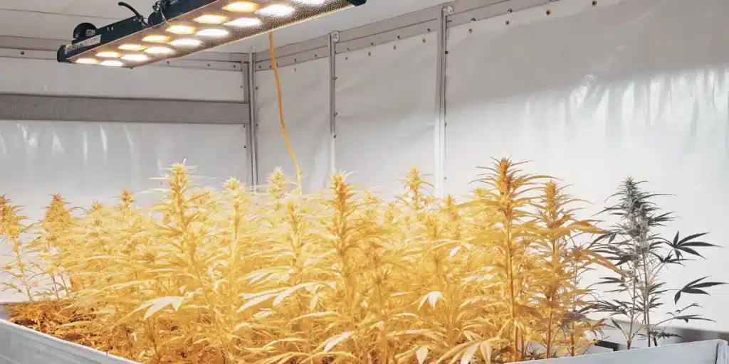 Plantes de cannabis aux feuilles jaunes sous un éclairage de croissance LED intense.