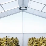 Rangées de plants de cannabis sous une structure de toit moderne et lumineuse.
